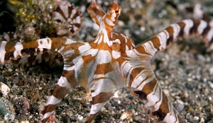 Raja Ampat 2019 - DSC07583_rc - Wonderpus octopus - Pieuvre mimetique - Wunderpus photogenicus